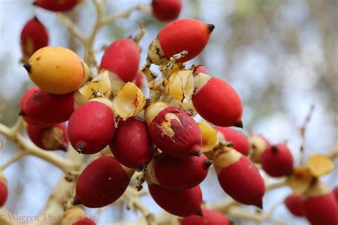 Royal Palm (Roystonea regia) fruit photo WP39821