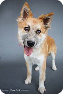 Pictures of Rita a Border Collie/Chow Chow Mix for adoption in Marietta, GA who needs a loving ...