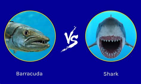 Barracuda vs Shark: Who Would Win in a Fight? - A-Z Animals