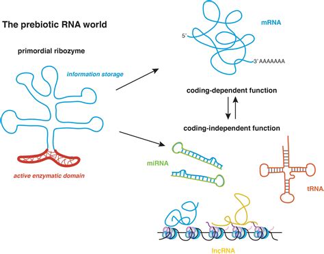 Mrna - Research • Chakrabarti Group - mRNA-Metabolism ... - Messenger rna, or mrna, plays a ...