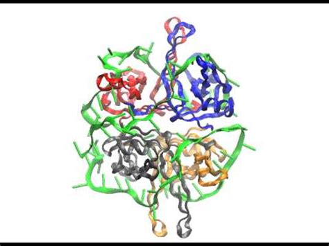 Single-Stranded DNA-binding protein (SSB) complex with DNA - YouTube