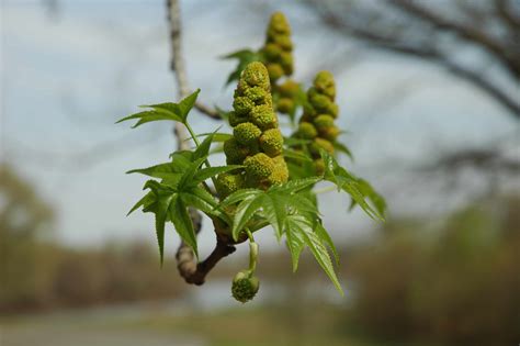 Identifying the Sweetgum Tree