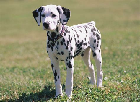 Dalmatian Dog Breed » Information, Pictures, & More