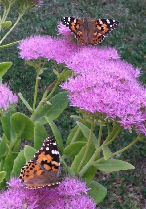 butterfly in Arkansas (Arkansas State Tourism FB page) | Arkansas, Tourism, Texas charm