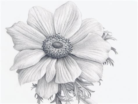 Realistic Flower Sketch at PaintingValley.com | Explore collection of Realistic Flower Sketch