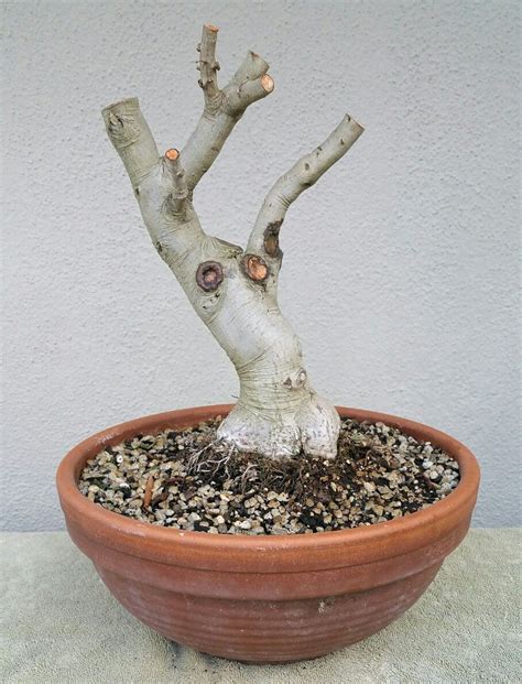 Picture 1 - I bought a Yaupon Holly pre-bonsai. 5/15/16 Pre Bonsai, Bonsai Garden, Holly ...