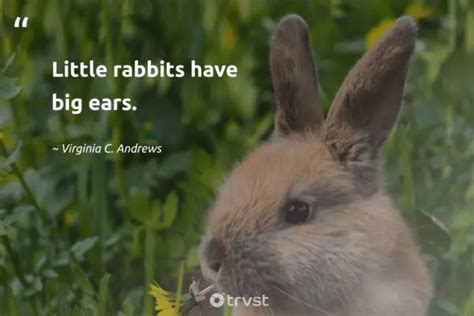 32 Rabbit Quotes Hopping With Cute Charm And Metaphors (2024)