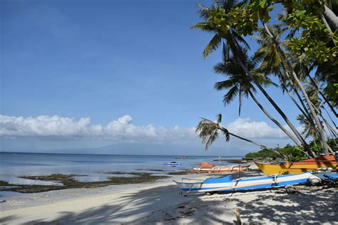 Coconut Tree on the Beach during Daytime · Free Stock Photo