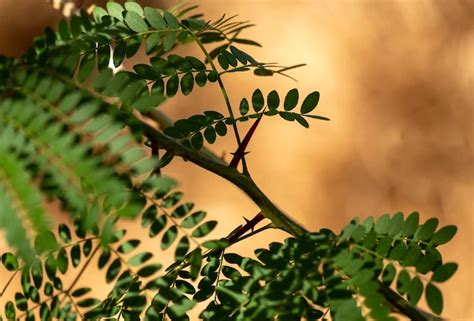 Premium Photo | Acacia tree branches with thorns and young green leaves closeup