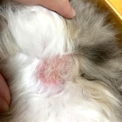 What Is Ringworm In Cats : There are over forty different species of fungus that can cause great ...