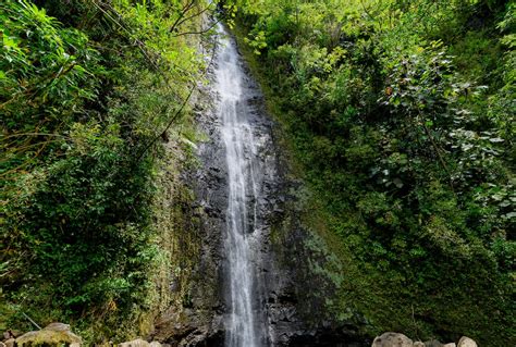 Hiking the Manoa Falls Trail in 2024: Tips + Practical Info