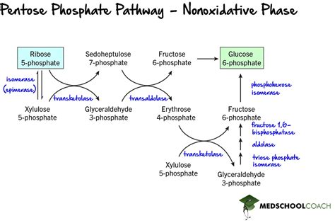 Pentose Phosphate Pathway (HMP Shunt): Definition, Steps, Regulation and Importance