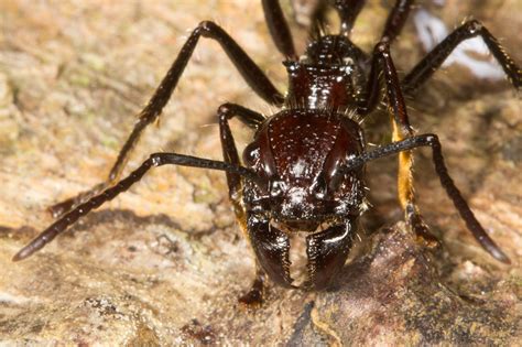 Bullet Ant : Nature Closeups