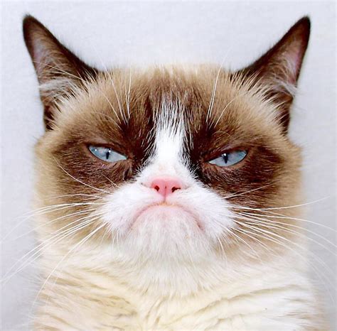 Fluffy, grumpy cat. | We Know How To Do It