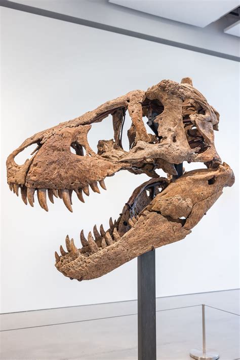 T. Rex Skull Named Maximus Could Sell for $20 Million | Smithsonian