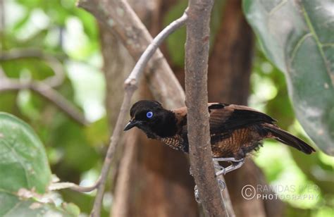 Papua New Guinea Wildlife # 1 – Ramdas Iyer Photography