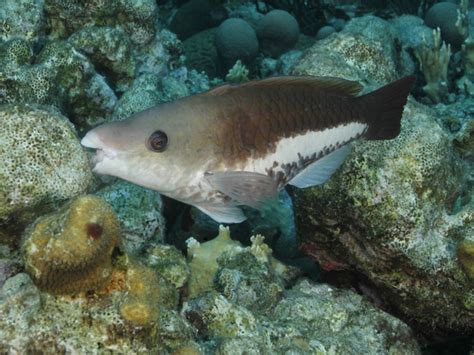 Queen parrotfish (juvenile) - MyFishGallery