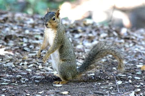 Eastern Gray Squirrel, Sciurus carolinensis