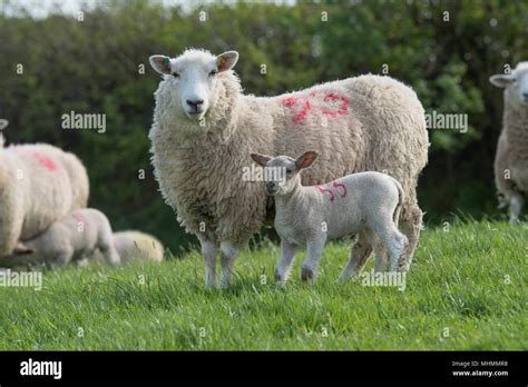 ewes and lambs in a sheep flock Stock Photo - Alamy