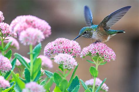 Online crop | HD wallpaper: brown hummingbird, macro, flowers, sunny ...