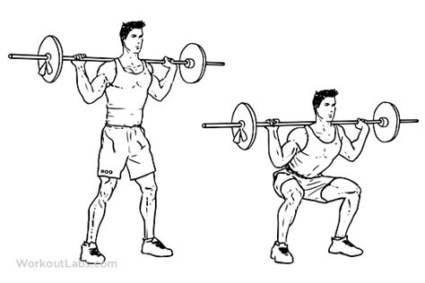 Barbell Squat | Illustrated Exercise guide - WorkoutLabs