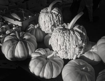 Free Images : snow, black and white, pumpkin, carving, shape, still ...