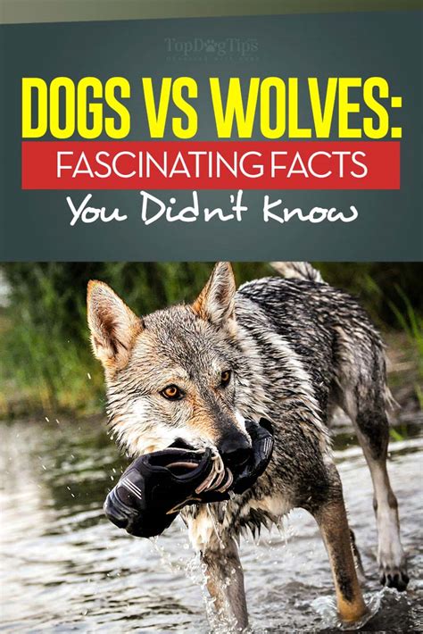 Dogs and Wolves: 10 Key Differences That Separates These Species