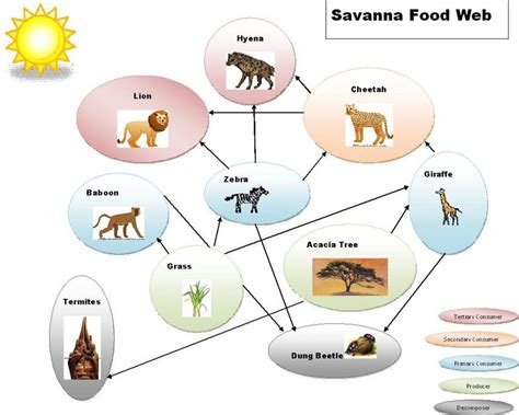 Food Chain & Food Web - The Tropical grasslands/savannas biome