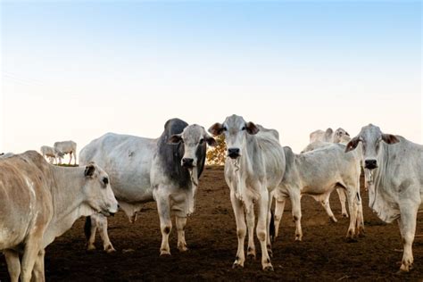 USDA Is Pitting America’s Family Ranchers Against Brazil’s $1.2 Billion ...