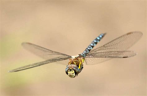 Why Do Dragonflies Swarm? | Here & Now