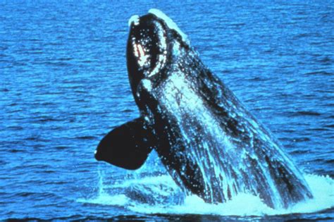 Federal Proposal Aims to Protect Endangered Right Whales From Ship ...