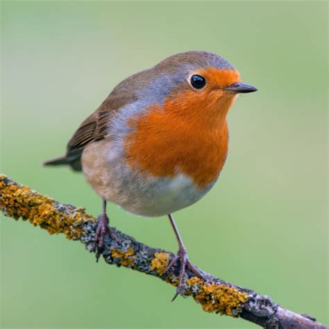 Robin-on-branch - GardenBird