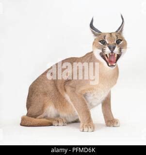 CARACAL CAT HISSING Stock Photo - Alamy