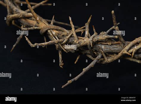 close up of Easter crown of thorns on black Stock Photo - Alamy