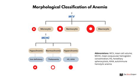 Morphological Classification of Anemia • The Blood Project