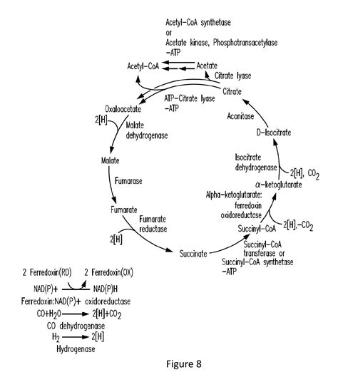 Glutaryl-Coa Dehydrogenase; Glutaryl-CoA déshydrogénase; Glutaryl ...