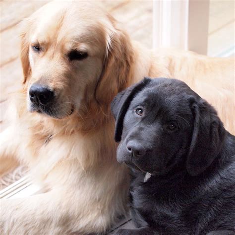 Golden Retriever – Noble Loyal Companions | Golden retriever, Black lab ...