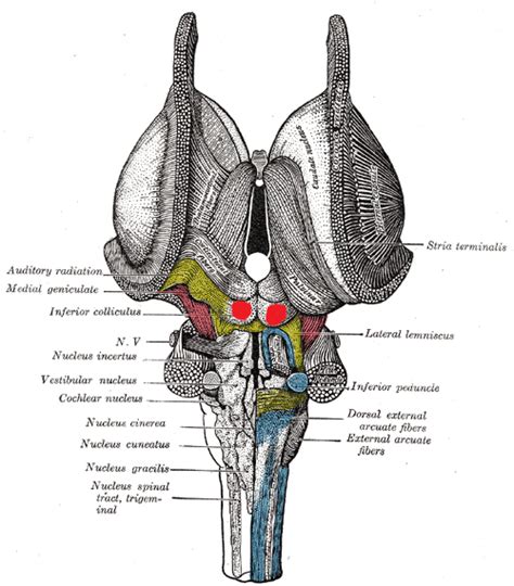 Level 9 - Human Neuroanatomy - Memrise