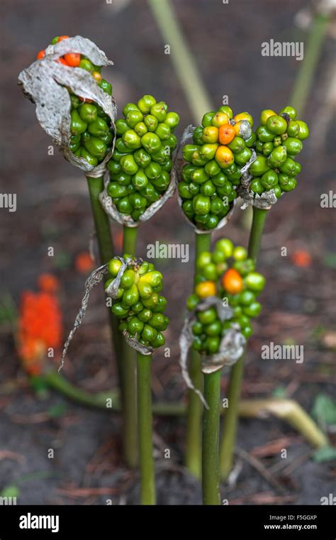 Arum lily (Arum) seed pods, Lower Saxony, Germany Stock Photo - Alamy