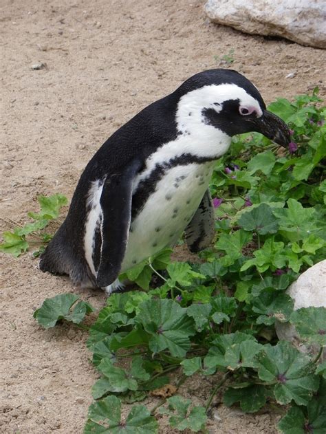 Penguin Foraging » Kelvin Peach Photography