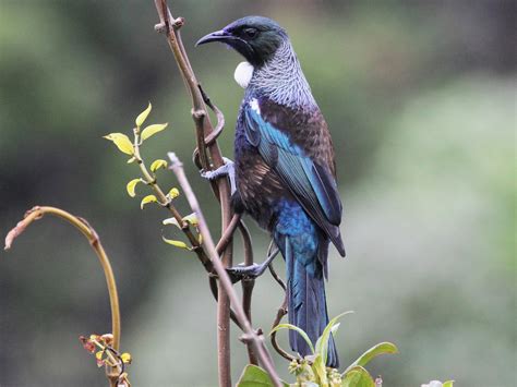 Tui - eBird