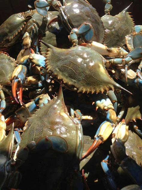 Louisiana Blue Crabs accents for the kitchen Louisiana Recipes, Cajun Recipes, Crabby Patties ...