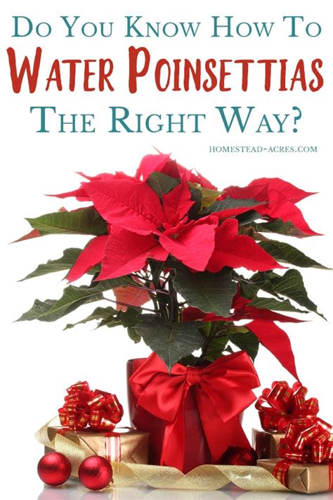 How To Care For Poinsettias Year Round - Homestead Acres