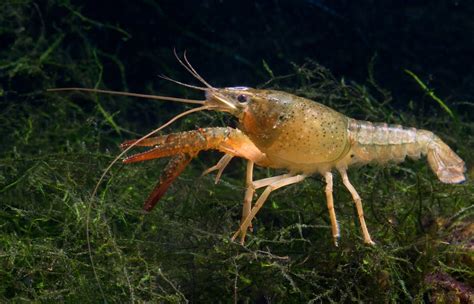 Keeping Freshwater Aquarium Crayfish: The Complete Guide