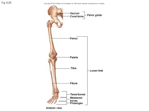 Lower Extremity Bone Diagram