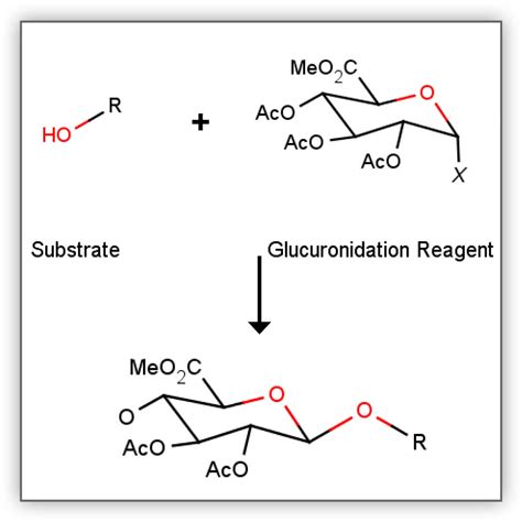 O-Glucuronide synthesis made easy - Tebubio's blog