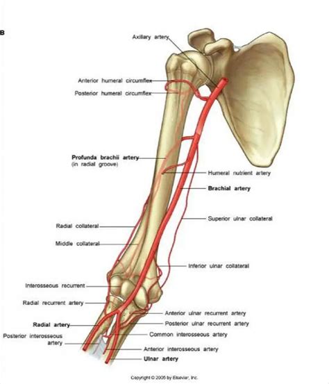 Pictures Of Brachial Artery