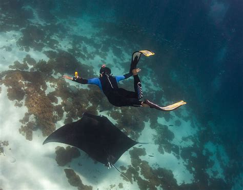 Snorkeling Komodo | Wunderpus Liveaboard