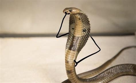 30 Hilarious Snakes With Drawn On Arms & Hands You Have to See