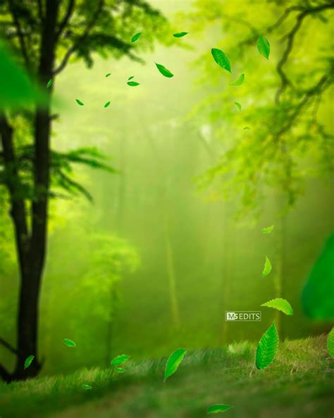 🔥 Free download Green Forest Manipulation Background Manipulation Background [1280x1600] for ...